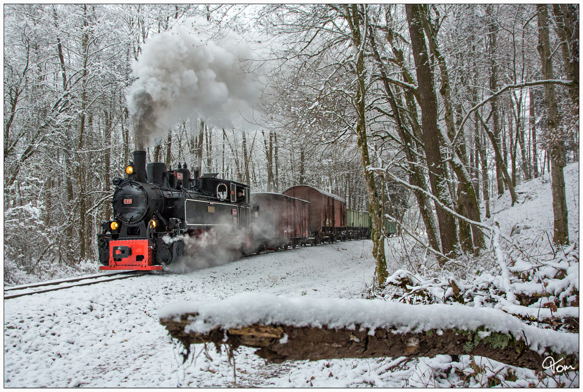 Stainzer Wassertalbahn - Dampflok 764.411R der Stainzerbahn fährt mit einem Güterzug von Preding nach Stainz, aufgenommen in den Wäldern nahe Mannegg. 16.12.2018