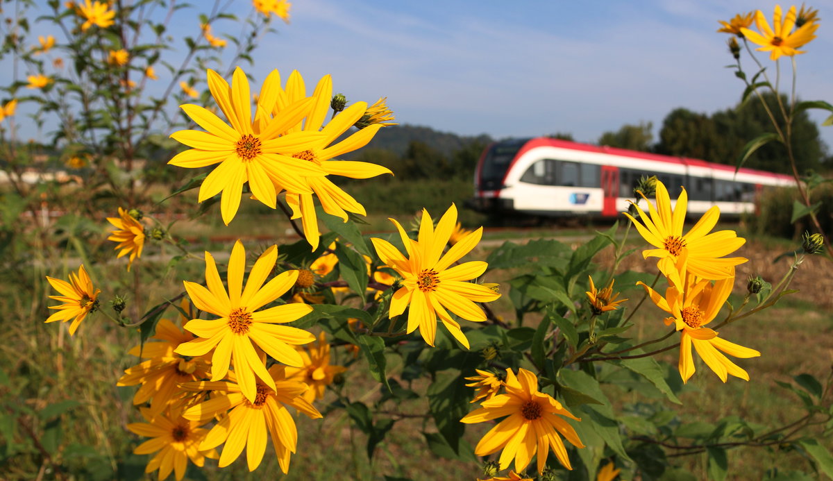 Strahlender Sonnenschein lies die gelben Blümchen in einem Feld bei Graz Strassgang am vergangenen Samstag erstrahlen,... 10.09.2016 