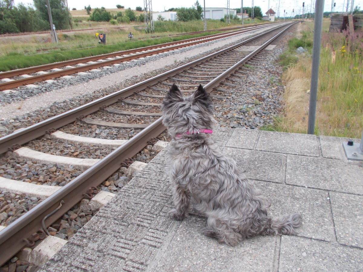 Strolch wartete wieder in Bergen/Rügen auf den Zug.Aufgenommen am 13.Juli 2015.