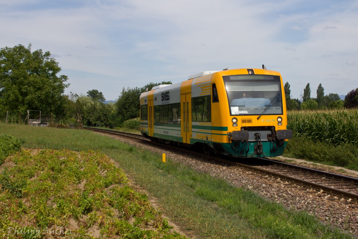 SWEG VT 650.79 (ex ODEG) fährt auf seinem Weg nach Gottenheim durch die Felder bei Bötzingen. Grüße an den netten Tf! (Aufgenommen 31.07.2015)