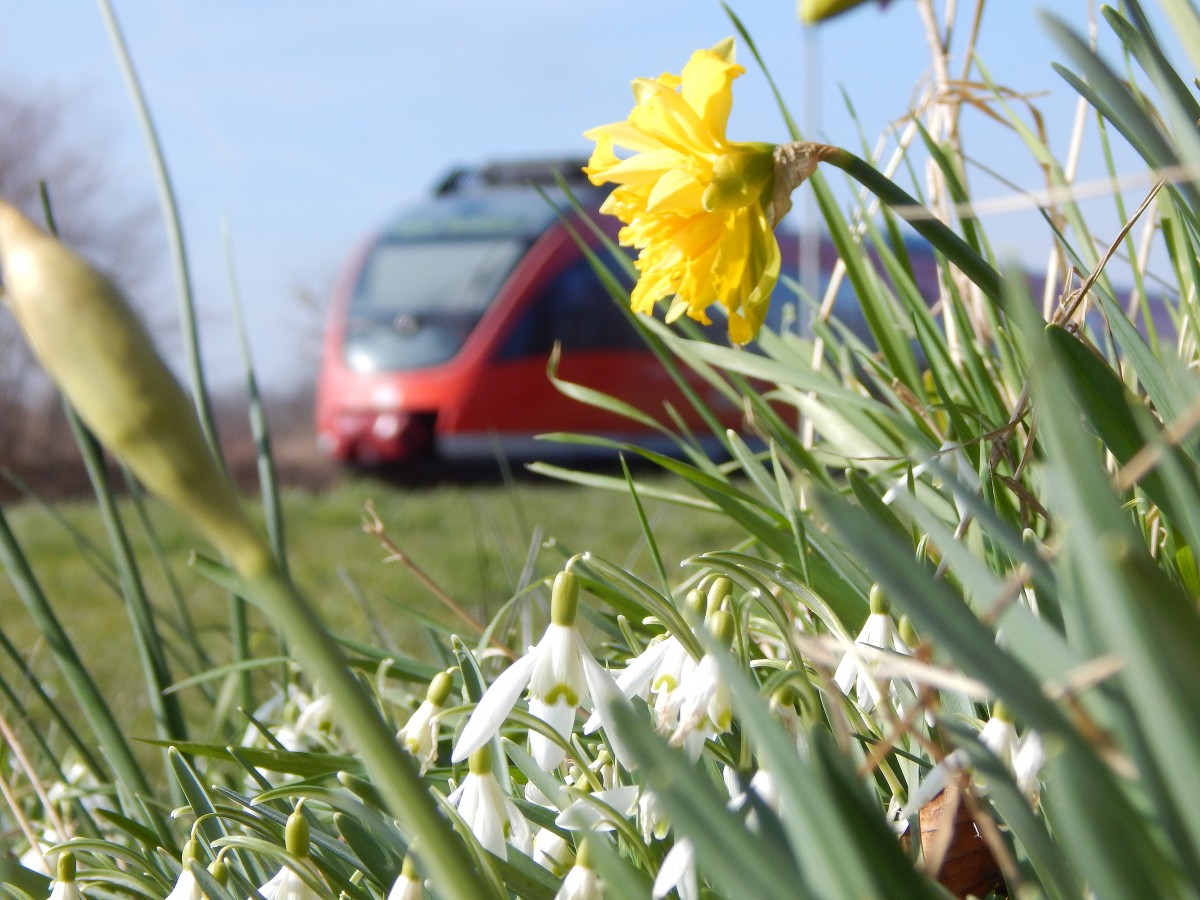 The Spring is coming ... Der Frühling kommt langsam. Schneeglöckchen und Osterglocken blühen bereits. Hier blühen sie in Glesch während der RB38 gerade aus Glesch ausfährt.

Glesch 14.03.2016