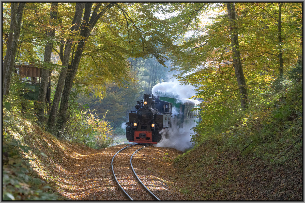 Tief aus dem Wald heraus dampft 764.411 R zwischen den bunten Blättern heraus. 
19.10.2019