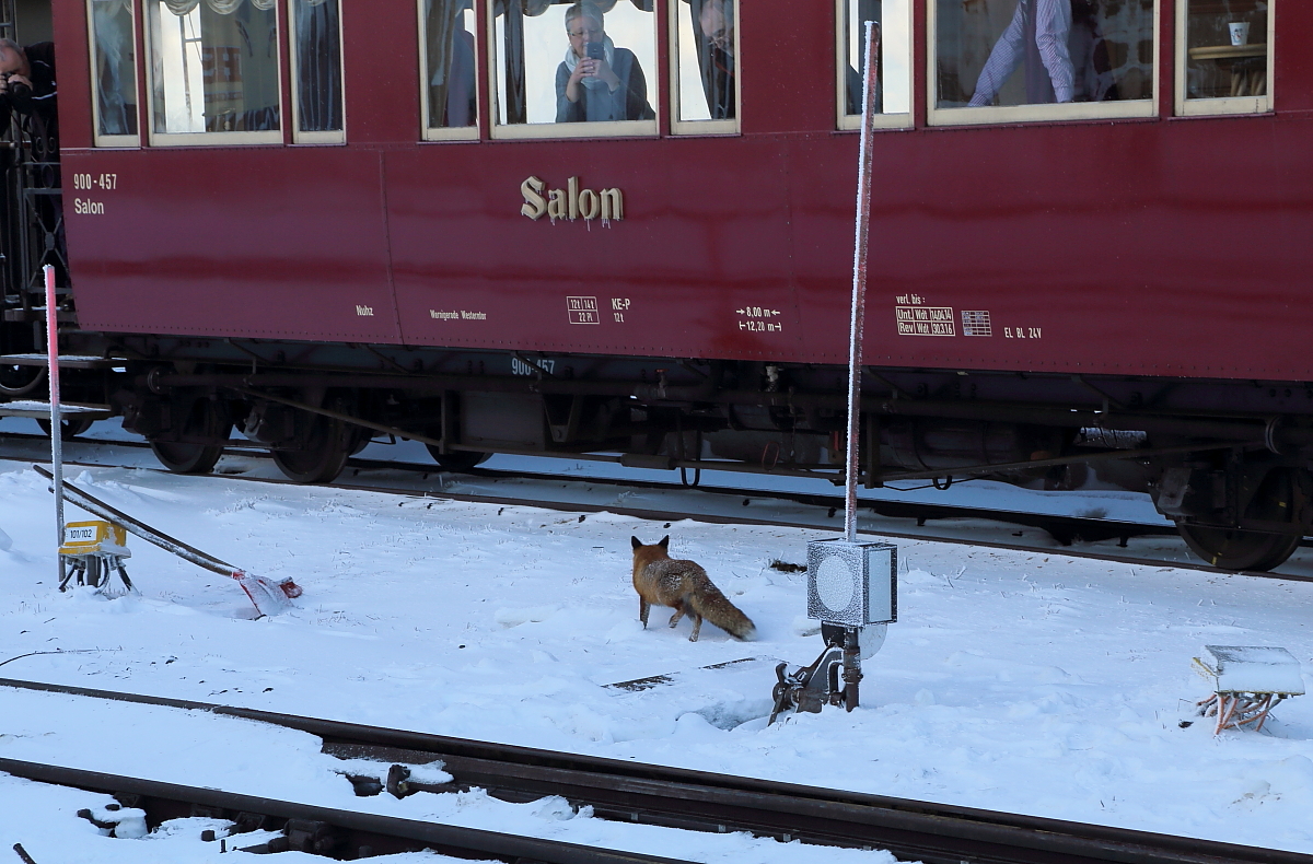 Tierische Begegnung im Brockenbahnhof (Bild 6):  So, das reicht jetzt! Genug fotografiert! Wo ist mein Würstchen?!!  (Aufnahme vom 24.02.2017)