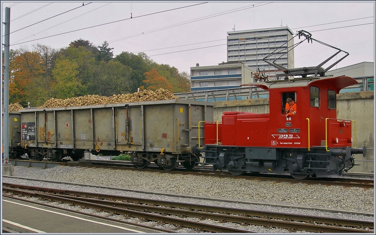 Tm III N° 147 der BAM zieht die mit Zuckerrüben beladenen Eaos von der Rollbockanlage aufs Normalspurgleis. 
Morges 25. Oktober 2007
