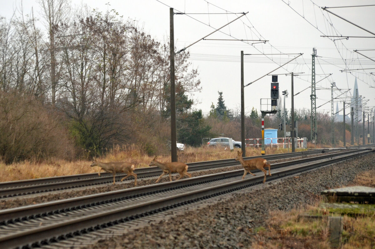 Überraschend überquerten am 10.12.21 3 Rehe in Greppin bei bereits geschlossener Schranke die Bahnstrecke Bitterfeld - Dessau.