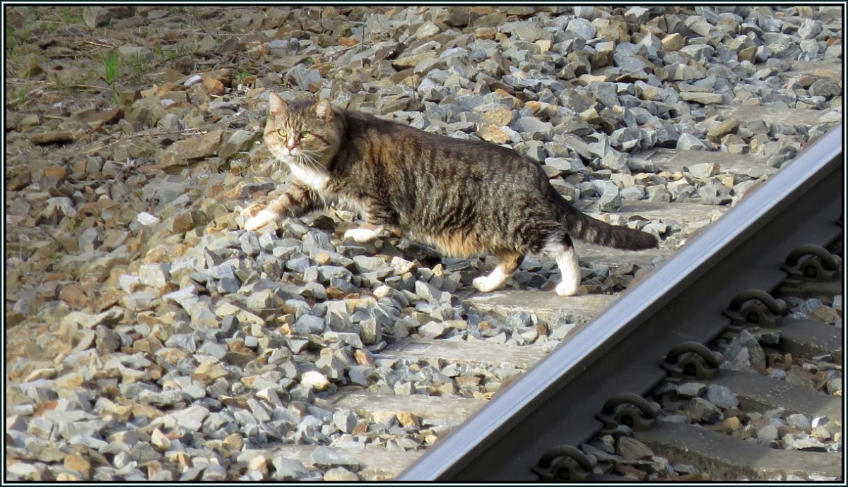 Uih...es gibt sie noch! Die belgischen Gleistarntiger. Ein Exemplar eiert gerade gemächlich über die Schienen der Montzenroute bei Nouvelaer,farblich perfekt angepasst zum Schotter.Szenario vom April 2014.