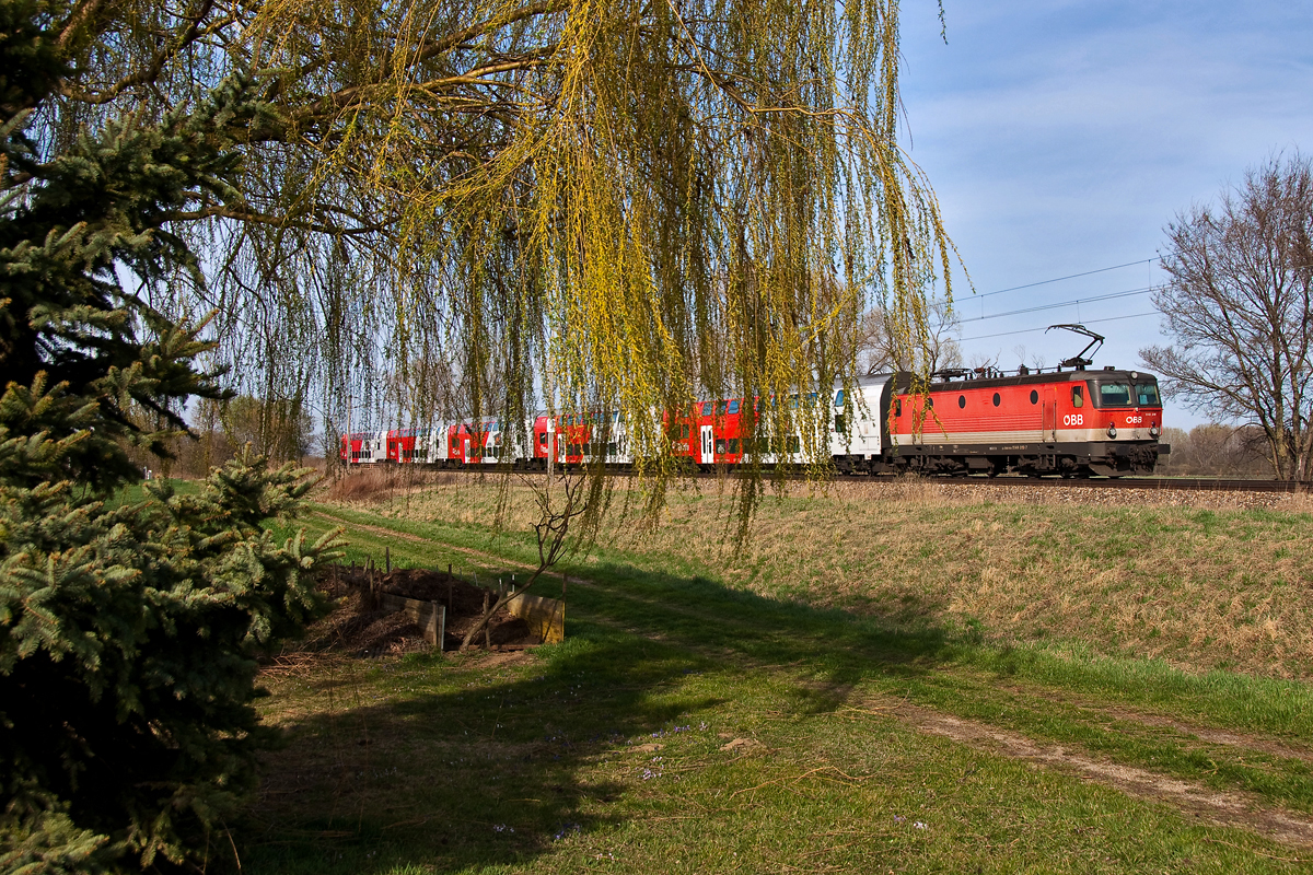 Umrahmt von der Trauerweide schiebt die BR 1144 019 den R 2338 nach Berhardsthal. Sierndorf an der March, am 21.03.2014.