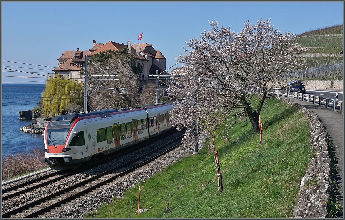 Und nun ist es doch noch Frühling geworden! Knapp eine dreiviertel Stunde nach dem astronomischen Frühlingsbeginn fährt der SBB RABe 523 017 an einem blühenden Magnolien-Baum bei Rivaz als S5 nach Pully vorbei. 

20. März 2021
