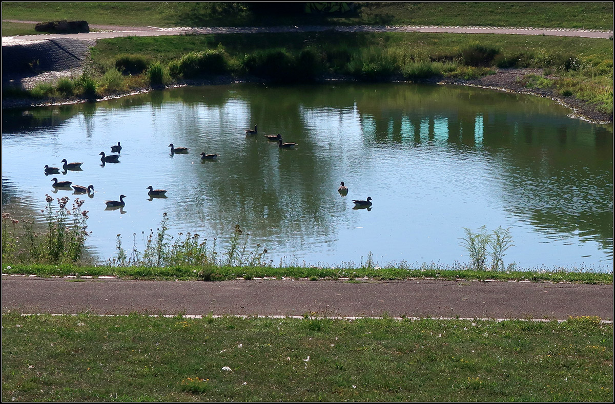 Und wo ist hier die Bahn? -

Eigentlich nur ein Teich mit Gänsen drauf, aber dennoch hat sich ganz unauffällig eine Stadtbahn mit ins Bild geschmuggelt, die sich vielleicht erst nach längerer Betrachtung zu sehen ist. Möglicherweise zeigt sie sich die Bahn auch nicht jedem...

Stuttgart, bei den Mineralbädern.

31.07.2018 (M)