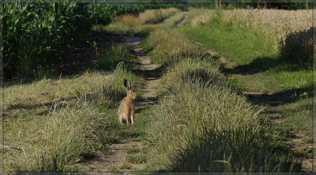 Unter dem gestrengen Blick des Osterhasen muss das Glück dem Fuzzy sogar abseits des erwarteten Zuges hold sein. Juli 2020.

Frohe Ostern.

Das Objekt der Begierde war dieser <A href=https://www.bahnbilder.de/bild/schweiz~e-loks~re-44-ii-private-re-42x/1215065/re-44-ii-11387-im-markgraeflerland.html>Zug</A> mit der frisch im Rheingold-Look lackierten <A href=https://www.bahnbilder.de/bild/schweiz~e-loks~re-44-ii-private-re-42x/1215064/re-44-ii-11387-im-markgraeflerland.html>Re 4/4 II 11387</A>. Es gab aber noch mehr sauberen Lack, wie auf den folgenden Bildern der Miniserie zu sehen...