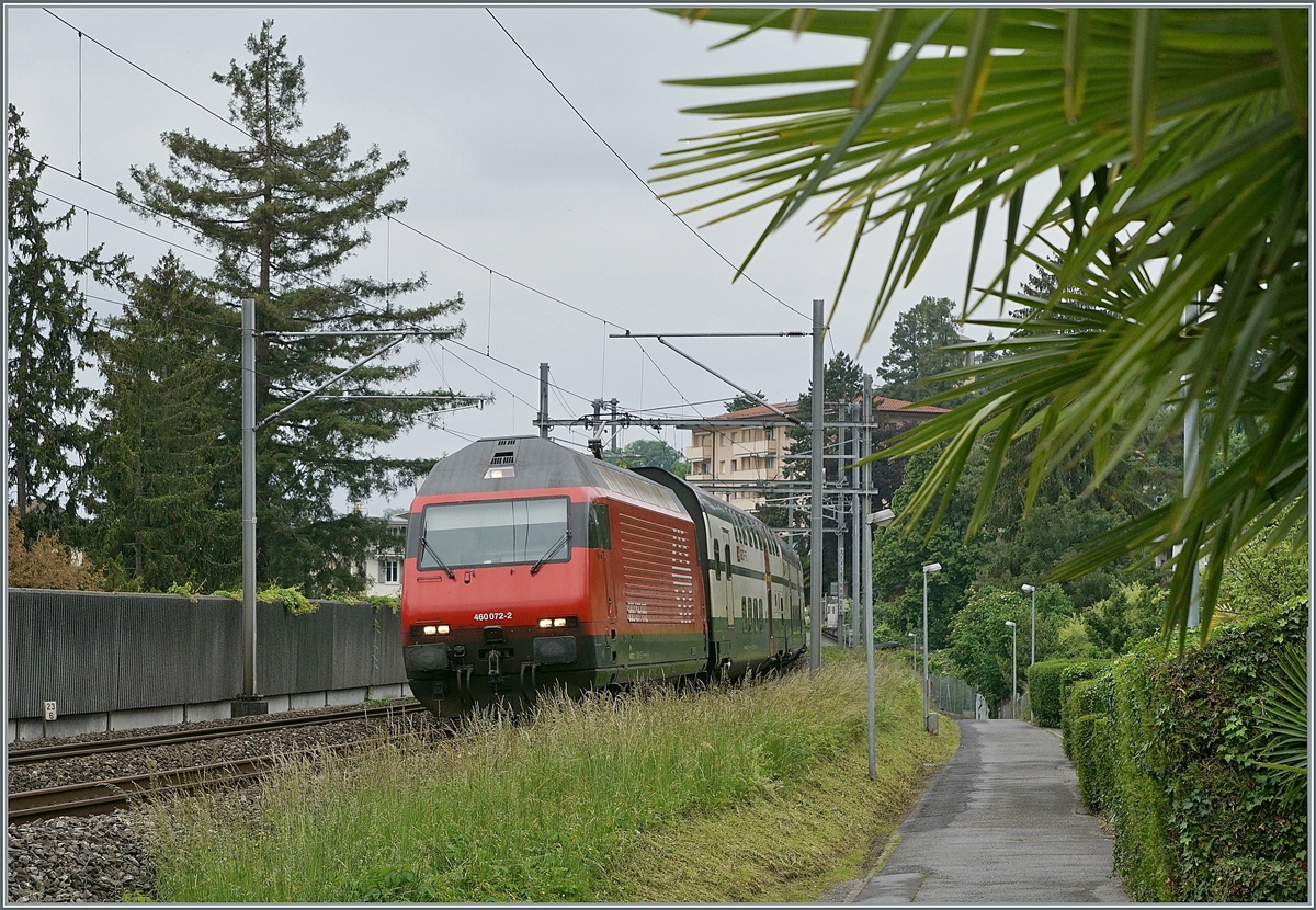 Unter Palmen, es fehlt nur der blaue Himmel... In einem IR 90 Umlauf verkehrt eine IC Doste 2000 Komposition und fotografisch besonders interessant, die Re 460 Seite Brig. Leider wird die Komposition werktags sehr oft mit einem Modul Seite Birg ergänzt. Doch an diesem Tag verkehrte die SBB Re 460 072-2 mit der Stammkomposition von Genève Aéroport nach Brig und konnte hier Eingangs Montreux, unter Palmen stehend, aufgenommen werden. 

15. Mai 2020