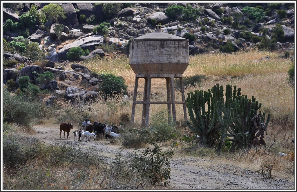 Unweit der ehemaligen Bahnstation Amba Derho del Anseba steht dieser Wasserturm. Auf dem Bahntrassee tummeln sich jetzt die Viehherden. (02.12.2014)