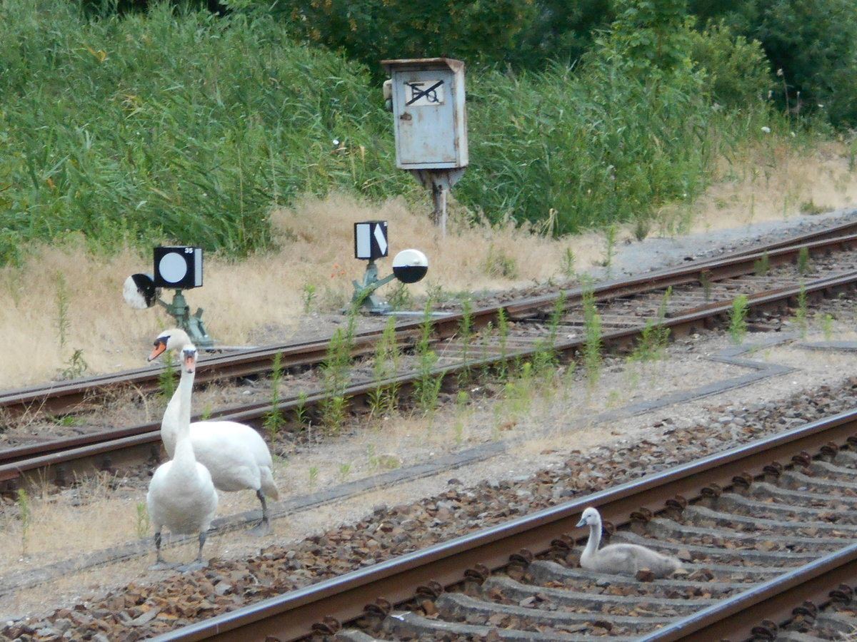 Verschnauffpause für das Schwanenjunge mitten im Gleis,am 10.Juli 2018,in Bergen/Rügen.