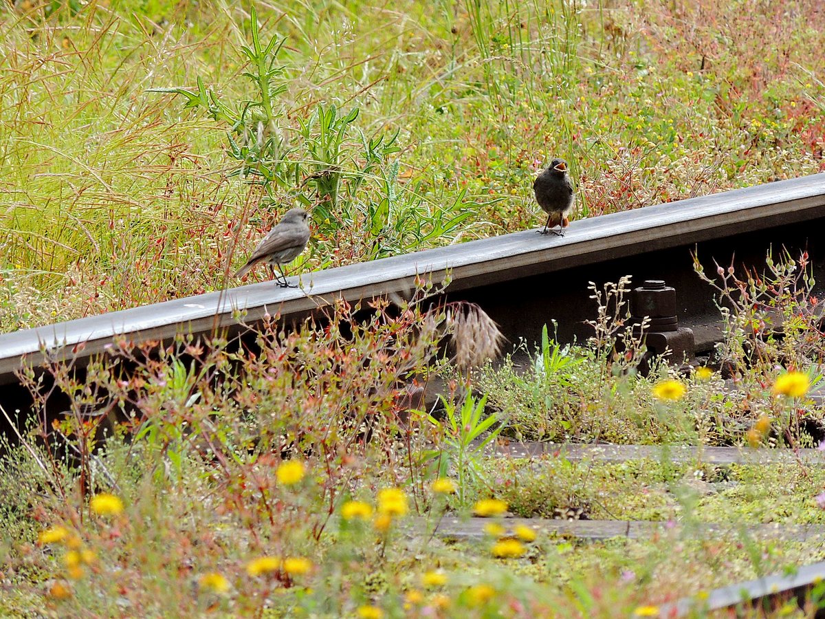 Vogelgezwitscher am Schienenstrang; Bhf. Ried;200607