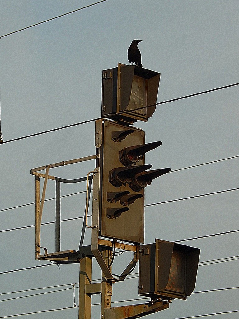 Vom Signal lässt sich der Bahnhof doch schon viel besser überblicken. Am 14.2.15 saß ein Rabe auf einen Lichtsignal in Köln Deutz und hielt nach Futer ausschau.

Köln Deutz 14.02.2015