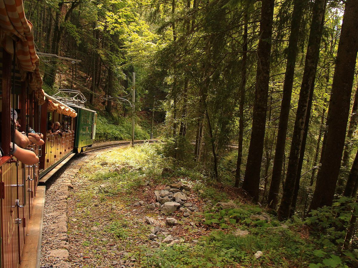 Von aussen nicht zugänglich ist der schöne Abstieg der Schynigen Platte Bahn durch den Wald hoch über Interlaken. Aus dem Zug mit Lok 12 und den offenen Wagen 8 und 6. 3.September 2016. 