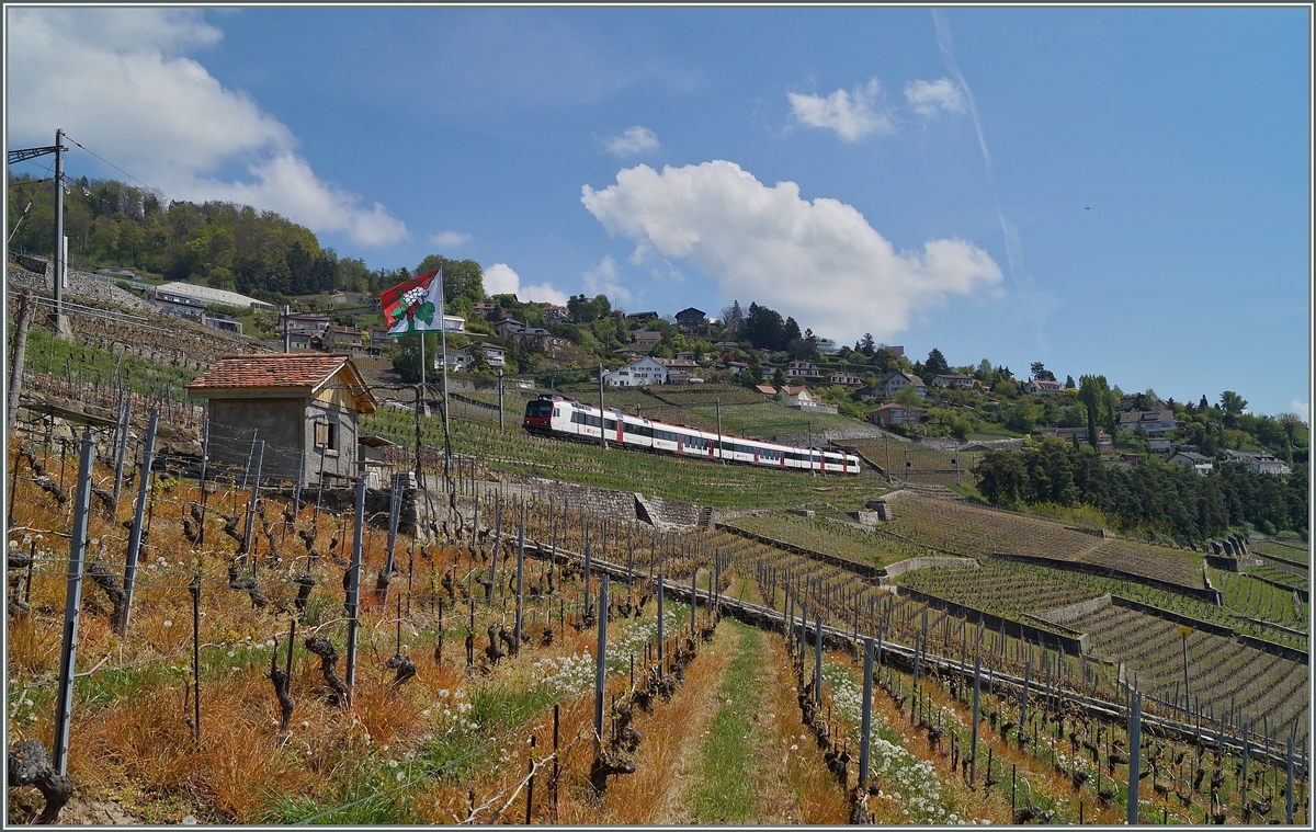 Von Payerne kommend, hat dieser Domino, zwischen Grandvaux und Bossière fotografiert, sein Ziel Lausanne bald erreicht.
23. April 2014
