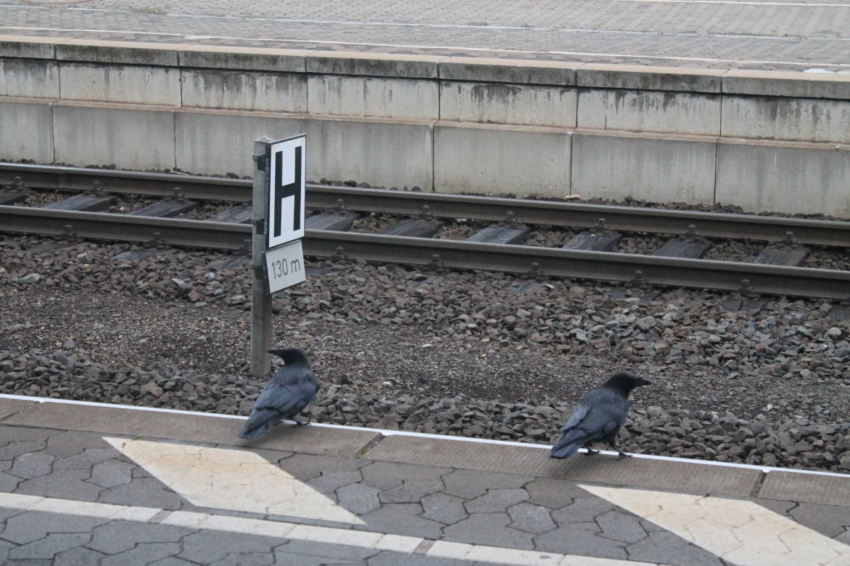  Von wo kommt der Zug denn?  fragen sich diese zwei Krhen am 17.10.13 in Fulda.