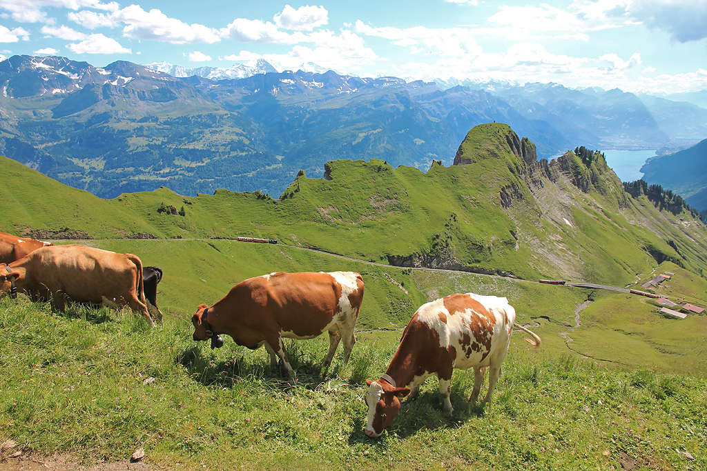 Vor lauter Kühe sieht man die 3 BRB-Dampfzüge fast nicht... Zwei Züge fahren hintereinander talwärts, während derjenige ganz rechts im Bild in Richtung Rothorn Kulm dampft. In Oberstafel werden sich die Züge in ein paar Minuten kreuzen. Auf Wanderung in der Morgenweid am 17. Juli 2014, 15:51