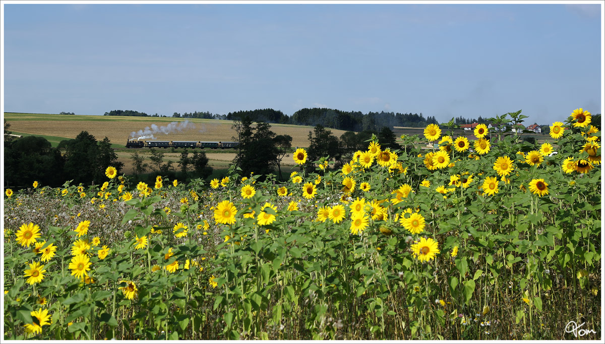 Vorbei an einem Sonnenblumenfeld nahe Schwarzenau, zieht die MLV Dampflok 92.2271 den Morgenzug zum Kruterfest in Richtung Schwarzenau. 
15.8.2013