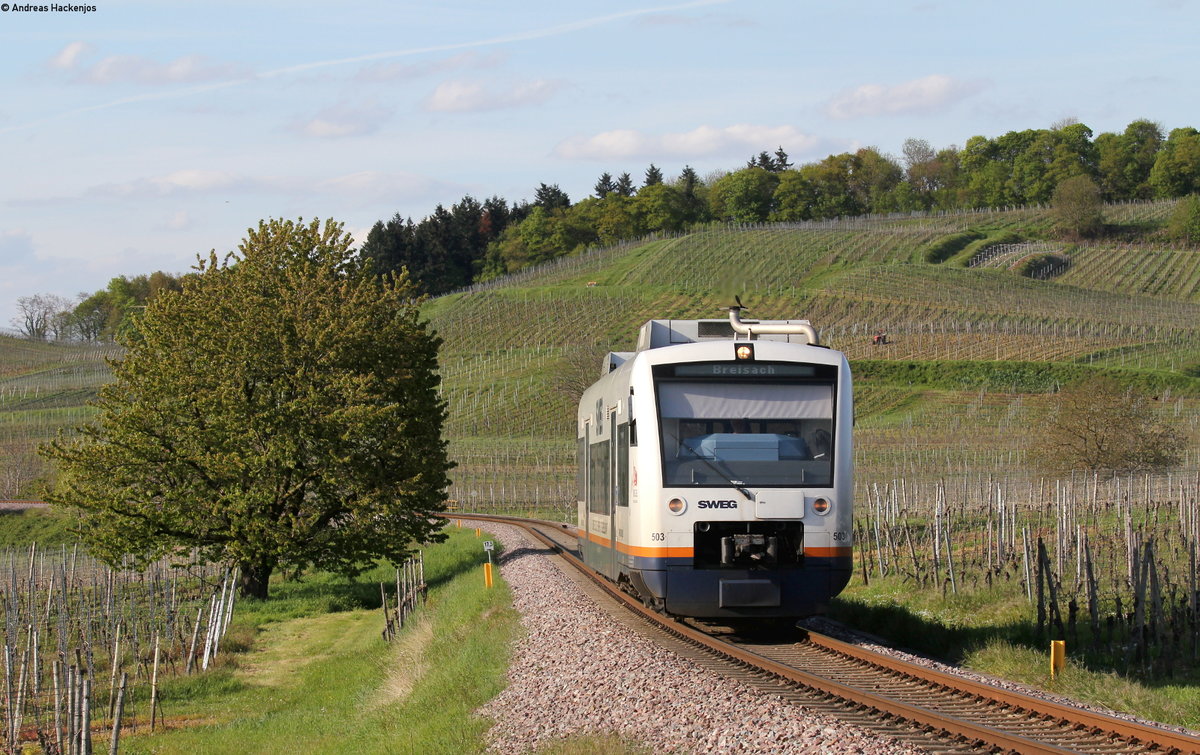 VT 503 als SWE74229 (Riegel-Malterd.NE-Breisach) bei Burkheim 29.4.16