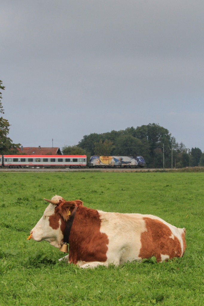 Während die Kuh gemütlich am Boden liegt ist im Hintergrund 1116 077  Galileo/Michelangelo  damit beschäftigt einen IC nach Salzburg zu fahren, aufgenommen am 3. Oktober 2014 bei Übersee.