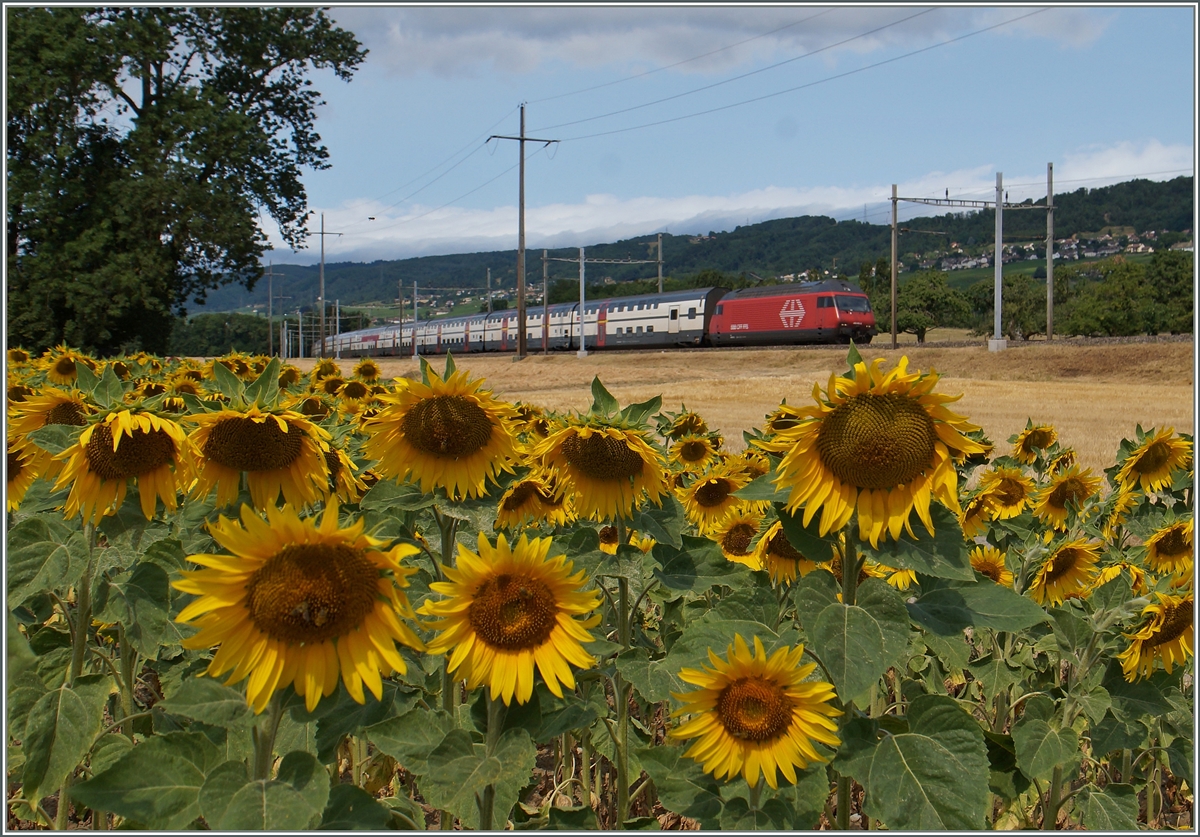 Während sich Bienchen genüsslich am Sonnenblumen-Necktar laben, rauscht nicht weit davon entfernt eine SBB Re 460 mit dem IC 717 von Genève-Aéroport nach St.Gallen vorbei.
8. Juli 2015