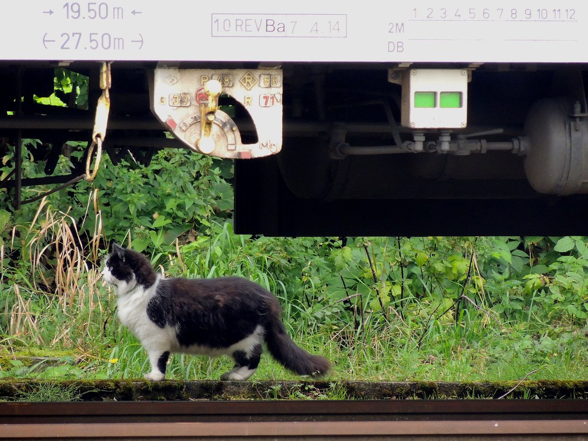  Wagenmeister-Katze  beim Kontrollgang, bei einem Slowakischen Liegewagen, am Bhf. Ried; 140831
