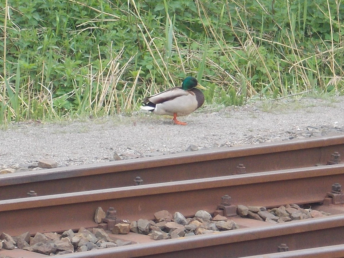 Warten auf dem Zug tat diese Ente,am 12.Mai 2018,auf dem Bahnhof in Bergen/Rügen.