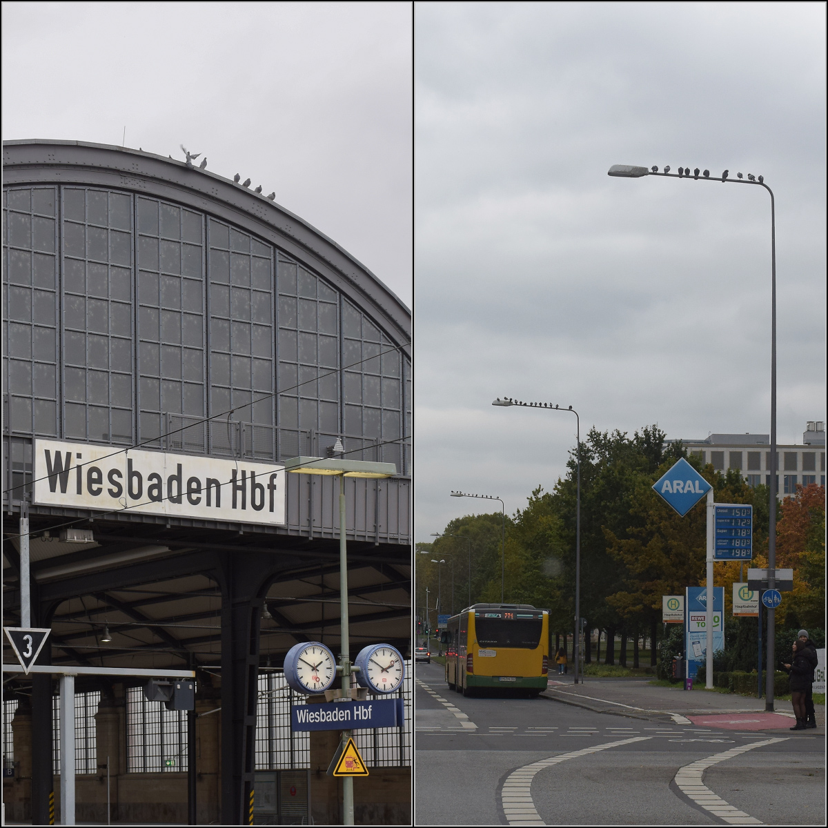 Was marode Infrastruktur auslösen kann. 

Selbst das Federvieh ist betroffen. Nunmehr arbeitslose Tauben lungern auf den Straßen-Laternen vor dem Geisterbahnhof Wiesbaden rum. Oktober 2021.