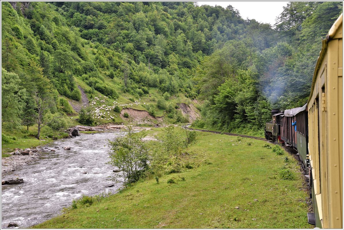 Weiter hinten im Tal, wo die Strasse endet, kommt uns auf der andern Seite der Vaser eine Schafherde entgegen. An dritter Stelle ist ein Wagen der Wengernalpbahn eingereiht. (11.06.2017)