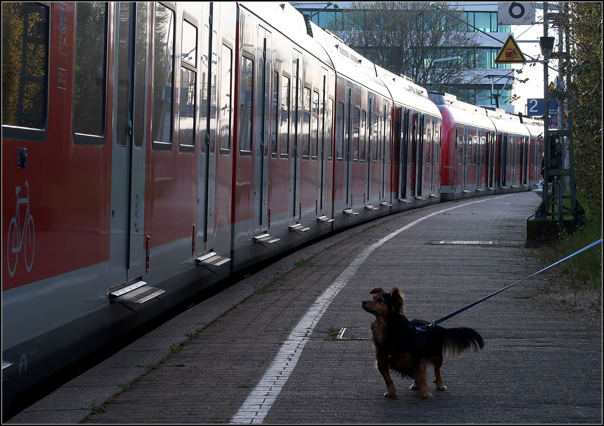 Wer da wohl aussteigt? Oder welche Türe soll ich nehmen? 

Halt eines S-Bahnzuges in Rommelshausen. Für Maila ist die Einfahrt eines S-Bahnzuges im spannend. 
Ein bisschen Bahnfotografie beim Hundespaziergang hier endlich auch der Hauptperson selber.

Der Lokführer hat hier einen Fehler gemacht und mir meine Bildidee zerstört. Eigentlich müssen momentan die Türen zentral geöffnet werden, damit die Fahrgäste den Türdrücker nicht berühren müssen. Ich wollte ein Bild mit einer Bahn, bei der alle Türen offen sind. Aber ich kann das sicher nachholen.

31.03.2020 (M)