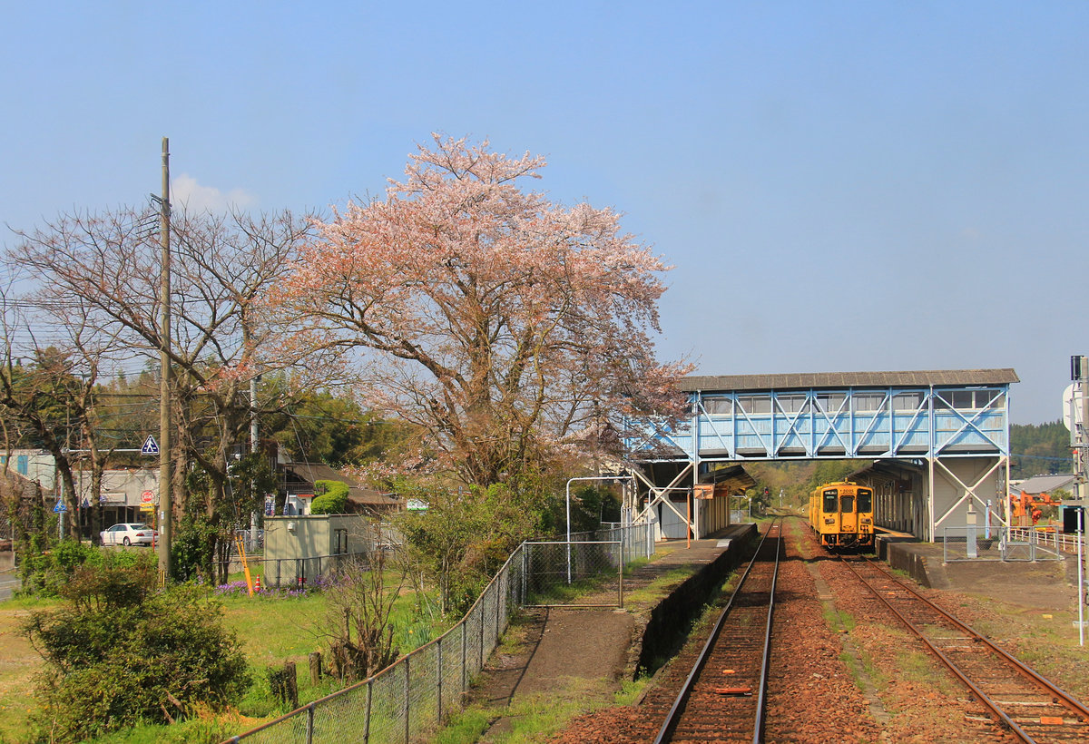 Zarte Blüten an der Ost-West-Transversalen auf der Insel Kyûshû. Im Bahnhof Miemachi steht ein Zug, bestehend aus den zwei kleinen Dieseltriebwagen KIHA 125-10 und KIHA 125-16. 3.April 2018   HÔHI-HAUPTLINIE