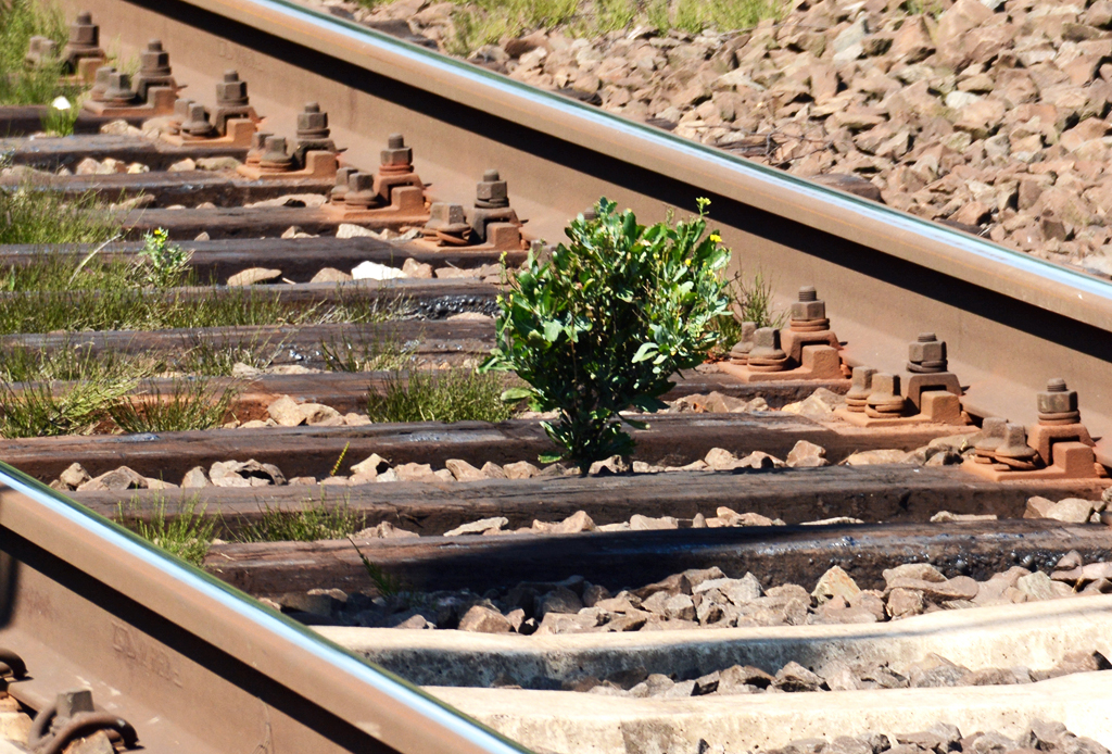 Zarter Grünwuchs zwischen den Gleisen auf der viel befahrenen KBS 465 bei Bonn-Beuel - 17.08.2016