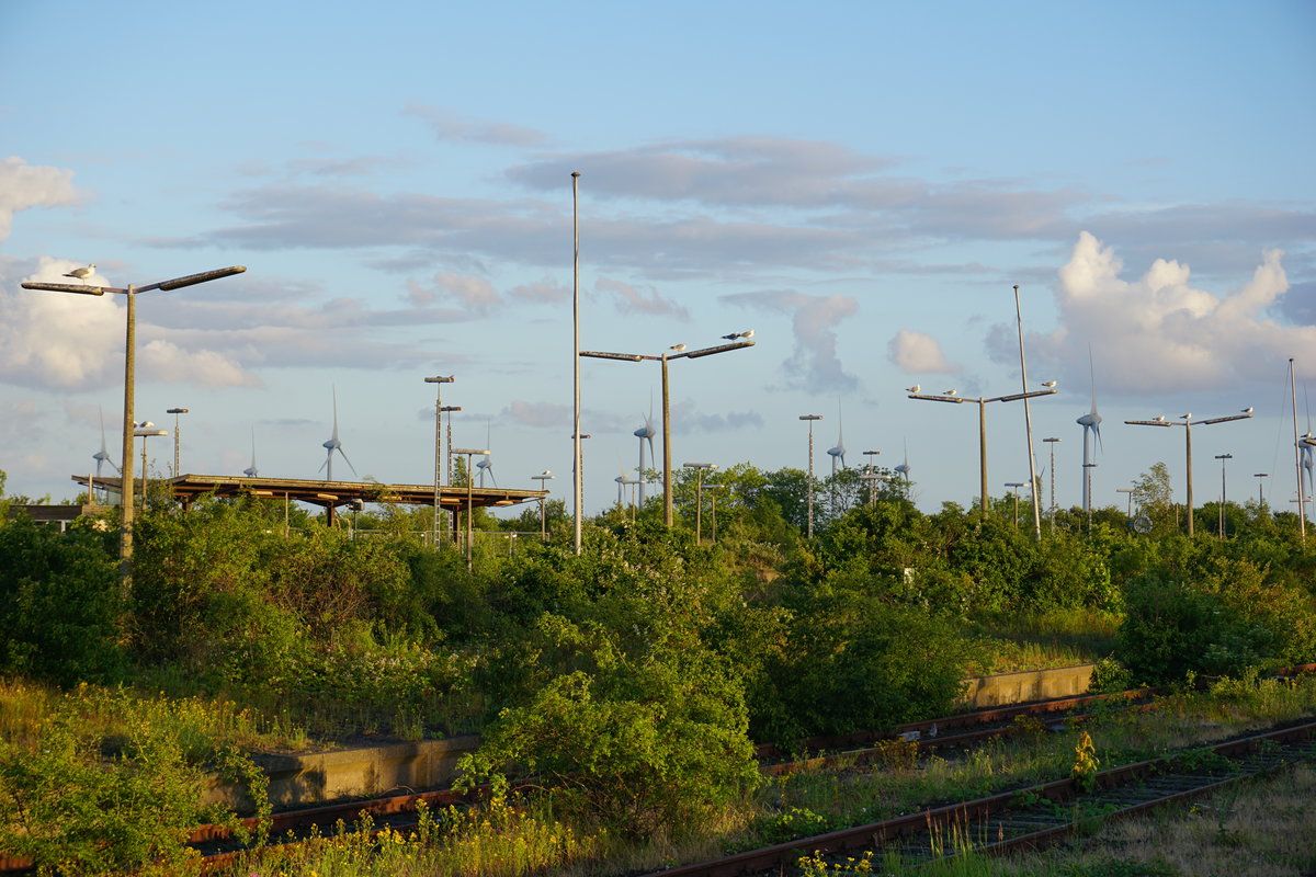 Ziemlich lebhaft ist das Gelände des Bahnhofs Puttgarden - zumindest mit Blick auf die vielen Nester der Möwen dort :)
27.06.2017
