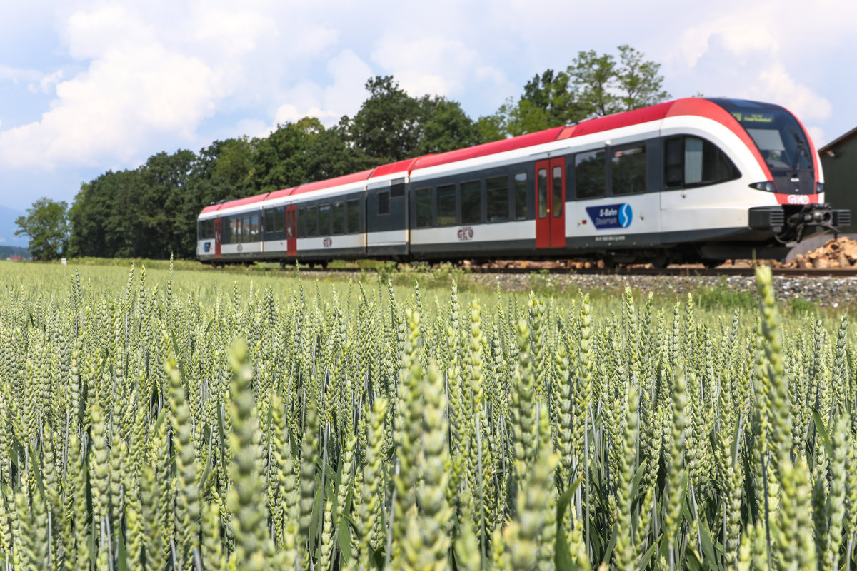 Zu einem wunderbarem Weizenfeld hat sich ein Landwirt in diesem Jahr entschieden.
Hier bei Dietmannsdorf wächst das Gold der Felder heran. 
6.06.2018
