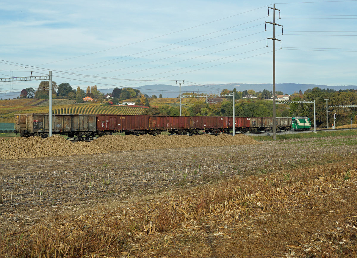 Zuckerrübenkampagne 2017
MBC/BAM: Letzte Zuckerrübenkampagne für die Chemin de fer Bière–Apples–Morges.
Impressionen vom 17. Oktober 2017, verewigt anlässlich des MINI-BAHNBILDER-TREFFENS mit Stefan Wohlfahrt und Peter Ackermann.
Noch warten entlang der Strecke viele Rüben auf den Abtransport.
Foto: Walter Ruetsch  