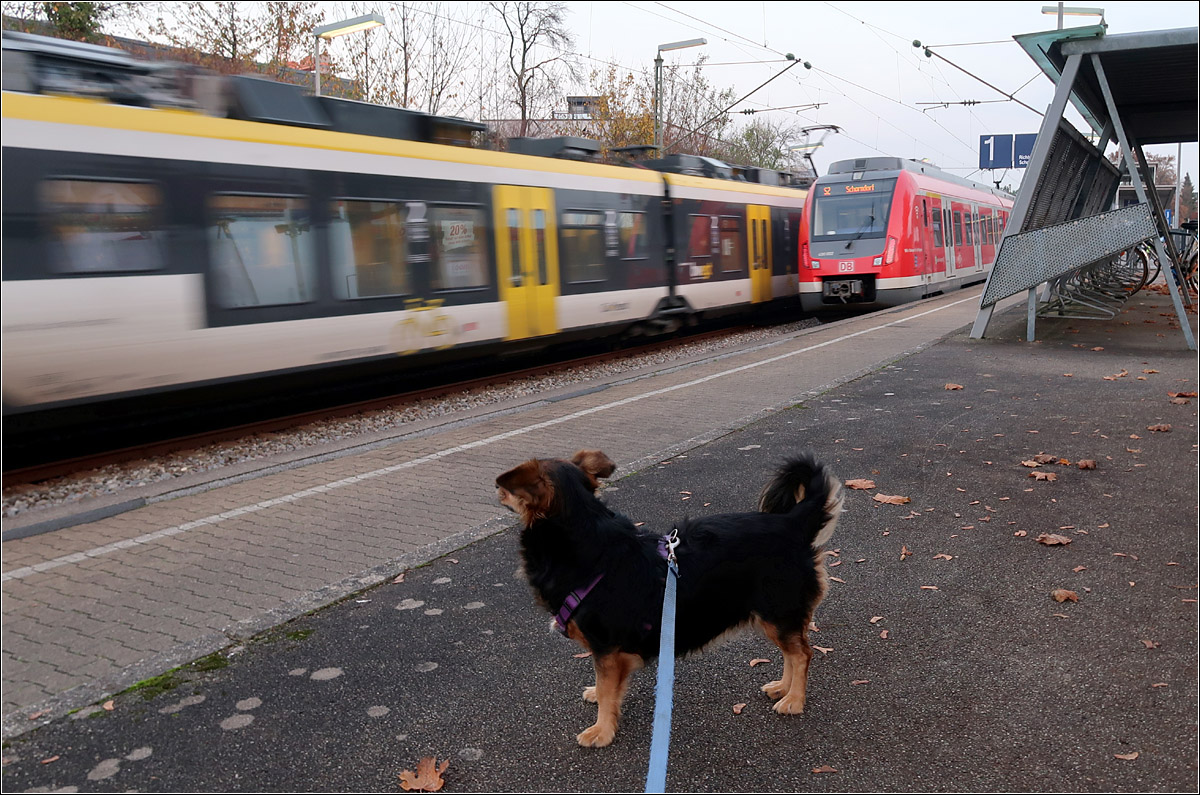 Züge, immer wieder interessant - 

... auch für unseren Hund.

Bahnhof Rommelshausen, 11.11.2020 (M)