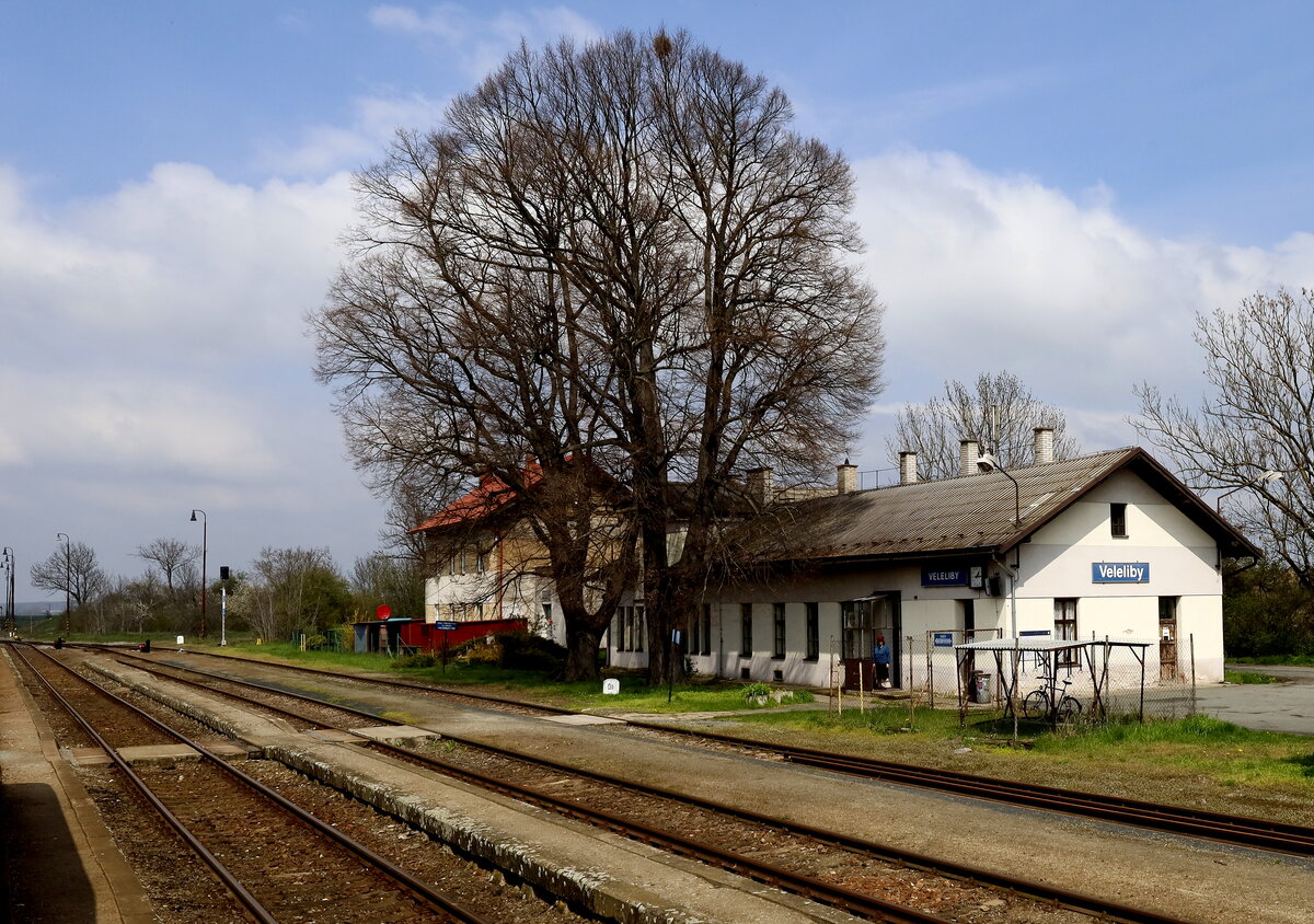 Zwei  schöne große Linden am EG von Veleliby.Strecke Nymburk-Jičín . 20.04.2023 12:24 Uhr.