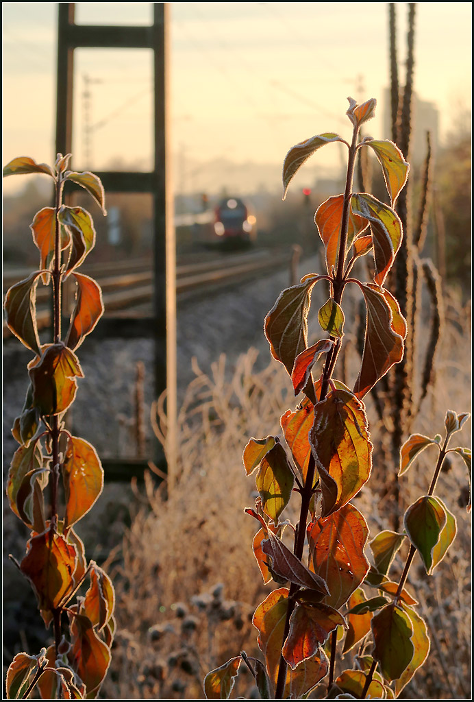 Zwischen bunten Blättern - 

Ein S-Bahnzug der Linie S2 bei Weinstadt-Endersbach. 

21.11.2020 (M)