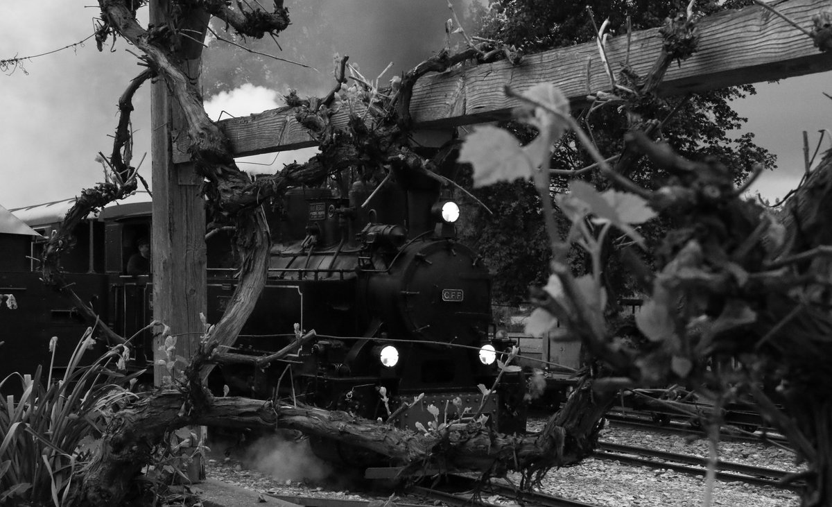 Zwischen dem Weinlaub dampft 764.411r dahin. Stainz am 23.04.2016