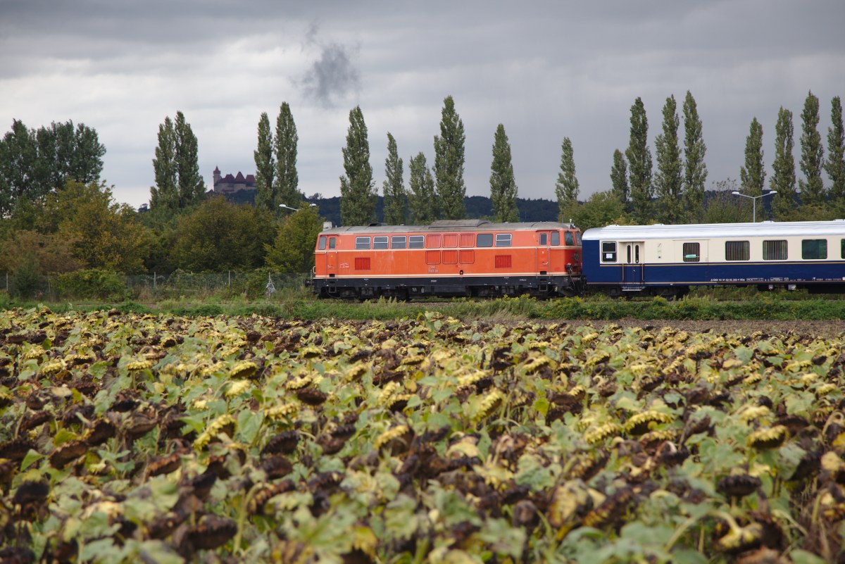 Zwischen einem Sonnenblumenfeld iom Vordergrund, einer Pappelalle im Hintergrund und dazwischen die Burg Kreuzenstein fährt der mit der 2143.35 bespannte Abendzug von Ernstbrunn nach Wien Praterstern dem Bahnhof entgegen. (31.08.2014)
