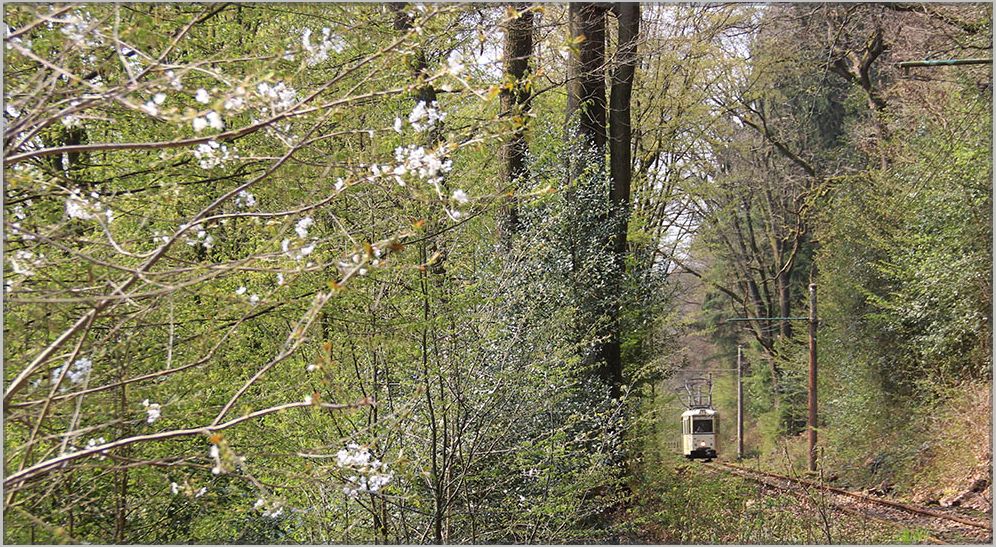 Zwischen Friedrichshammer und Kaltenbach ist der 

Triebwagen 337 im April 2019 unterwegs. 