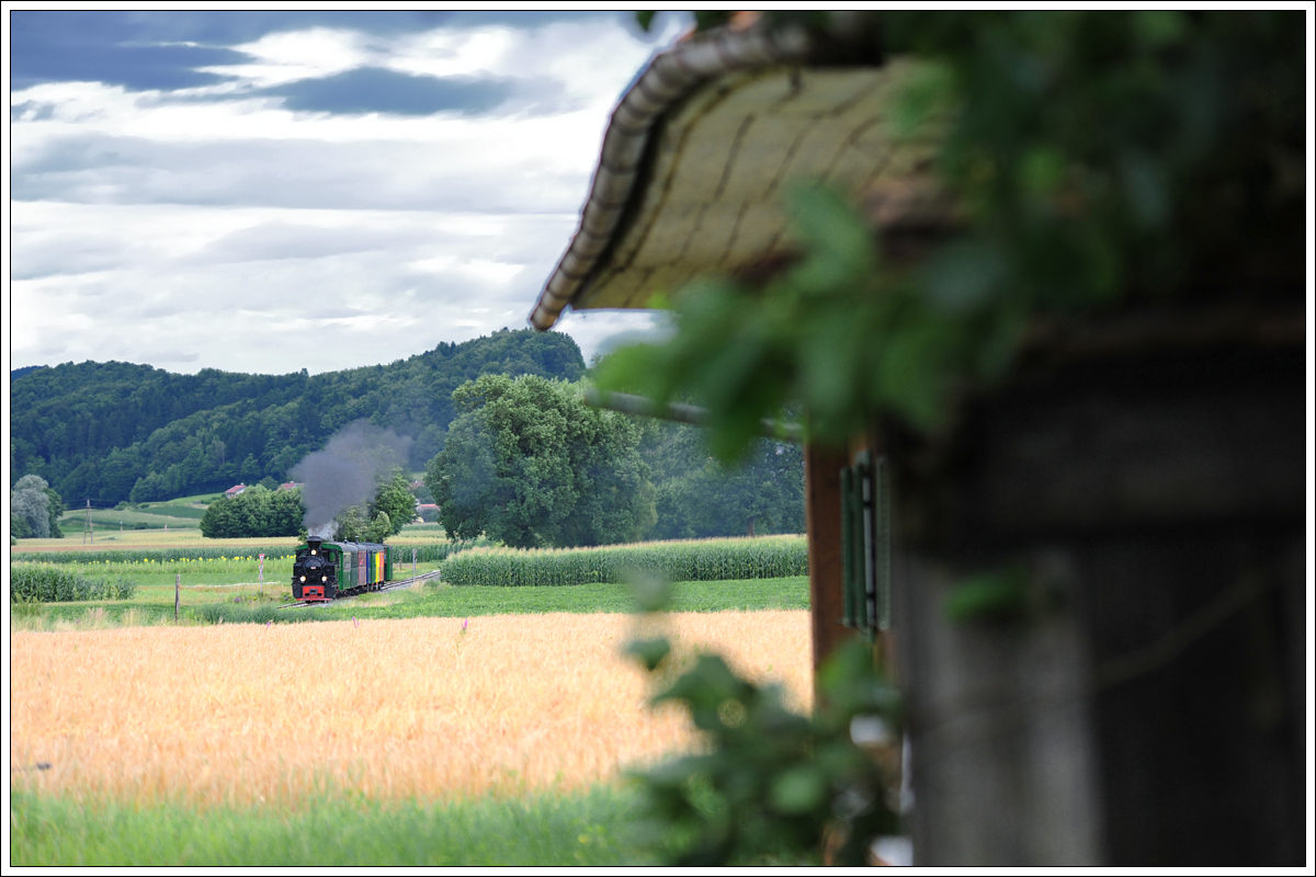 Zwischen Mais- Korn- und Sonnenblumenfelder fährt der Stainzer Flascherlzug am 17.7.2016 durch das wunderschöne Stainztal. Die Aufnahme ist kurz vor der Haltestelle Neudorf/Stainztal entstanden.