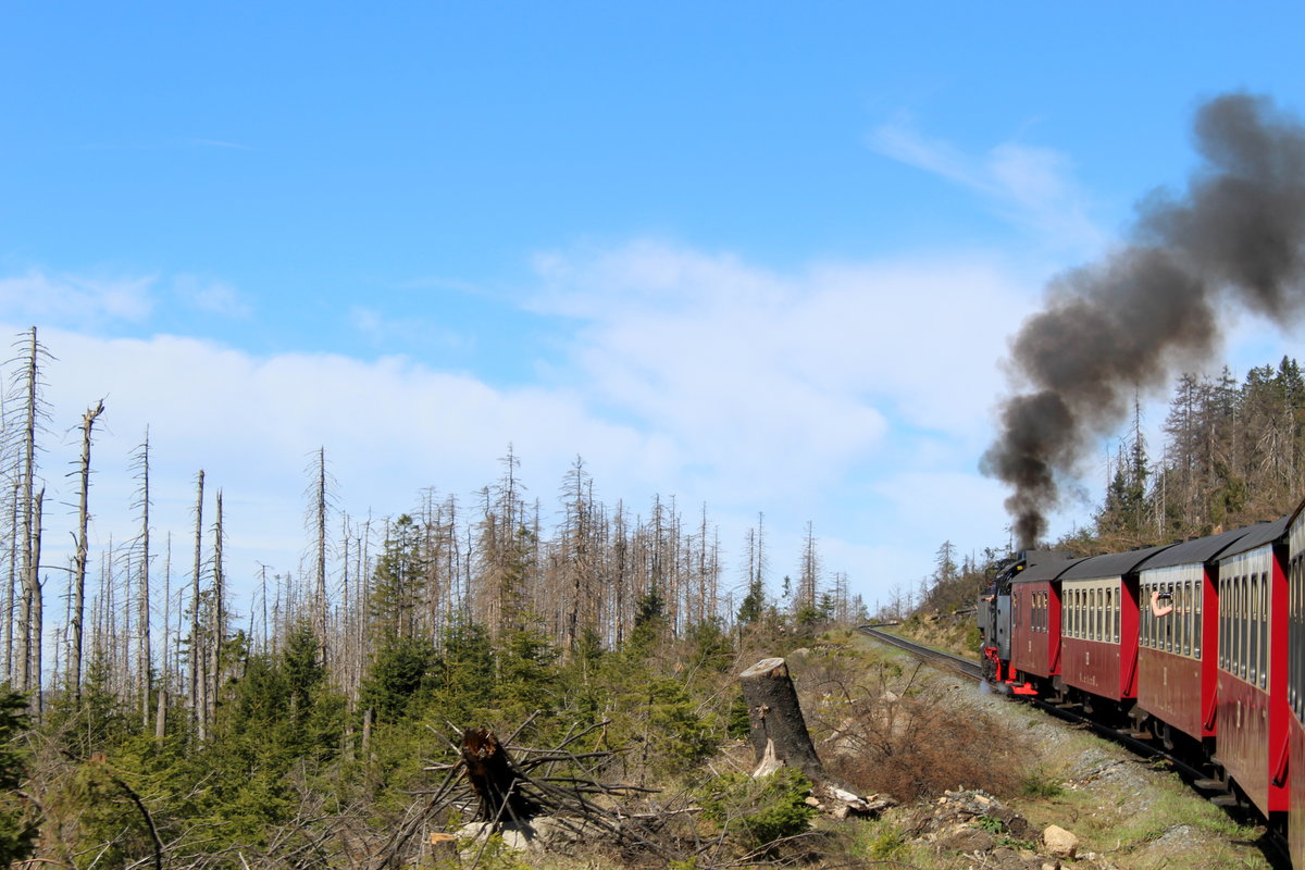 Zwischen Schierke und dem Brocken musste 99 7241-5 am 25.04.19 noch einmal richtig arbeiten, um den HSB8933 auch zum Ziel Brocken zu bringen.