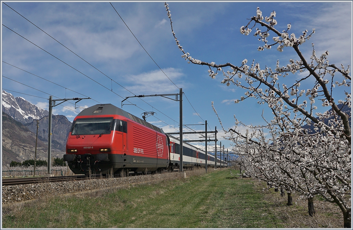 Zwischen Schneebedeckten Bergen und blühenden Aprikosenplantagen fährt die SBB Re 460 037-5 mit ihrem IR 1718 von Brig nach Genève Aéroport zwischen Saxon und Charrat-Fully durchs Wallis. 
4. April 2018