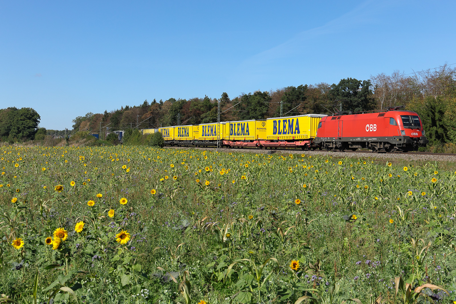 1116 101 der ÖBB mit Aufliegern am 25.9.26 bei Eglharting mit einem schönen Sonnenblumenfeld im Vordergrund.