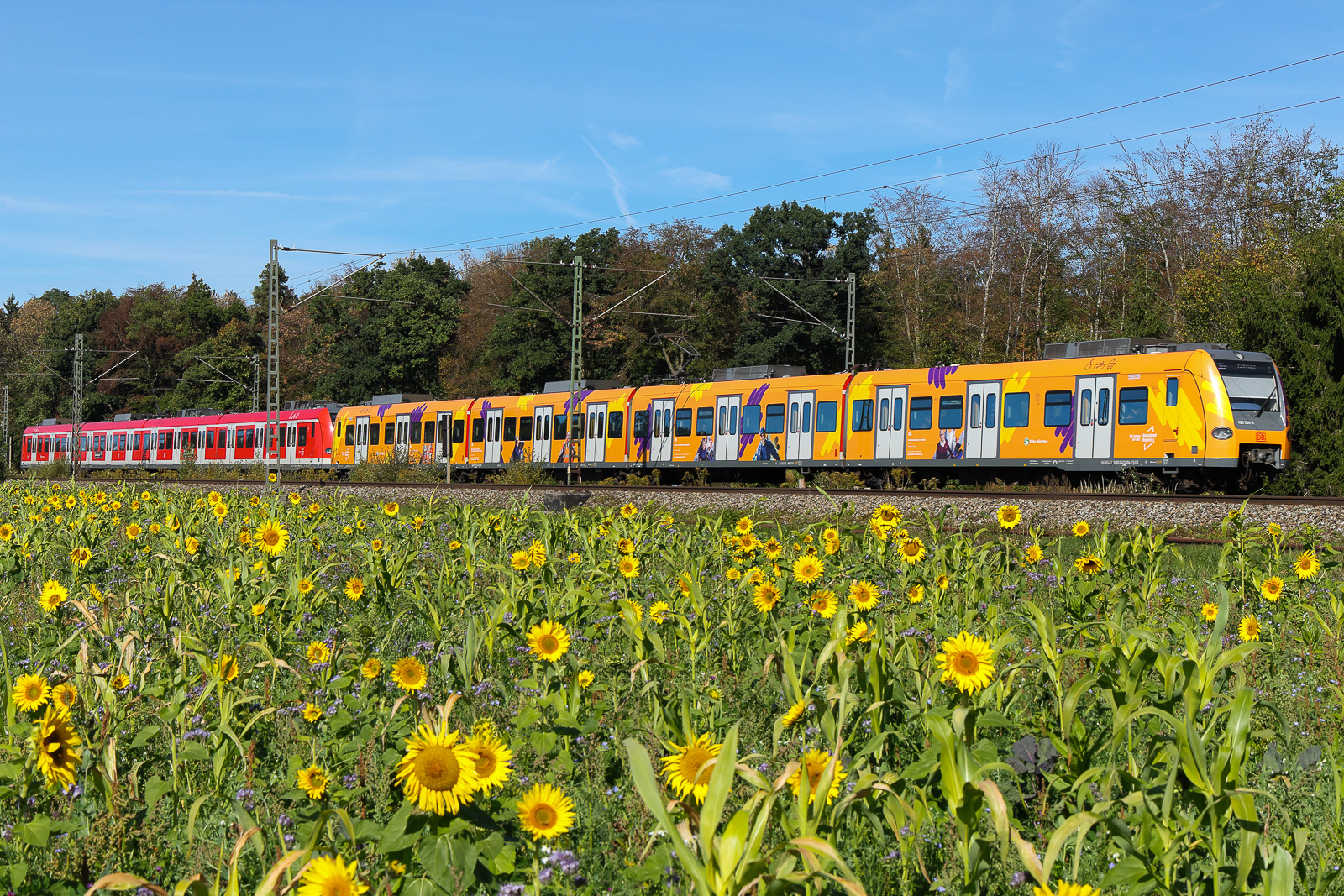 Auch die gelbe S-Bahn 423 094 macht sich ganz schick mit den Blumen im Vordergrund bei Eglharting am 27.09.26. 