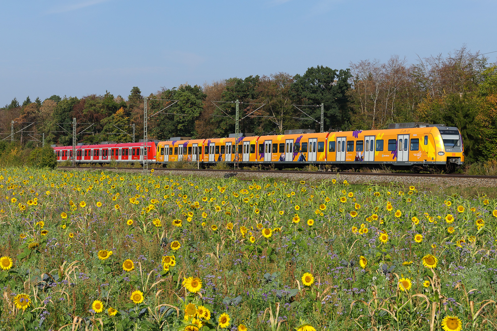 Auch die gelbe S-Bahn 423 094 macht sich ganz schick mit den Blumen im Vordergrund bei Eglharting am 04.10.26.