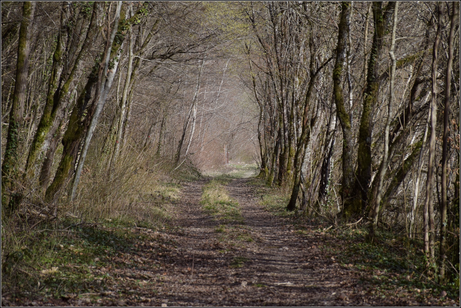 Bahn entlang des Doubs.

Der Stichstrecke nach St-Hippolyte wurden hinter Point-de-Roide schon längst die Gleise geraubt. Ein lauschiger Waldweg ist der Rest von Strecke 859000. März 2023.